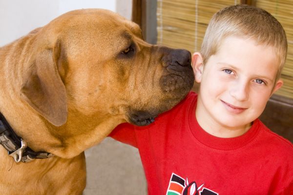 a large male boerboel dog and a young boy sharing a loving moment with a smile and a hug