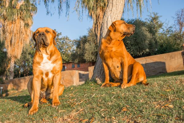 Two Boerboel dogs sit close to each other on a green lawn on a pleasant summer morning.