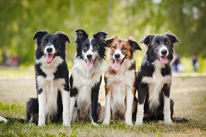 Border Collie dogs sitting in a row posing and smiling