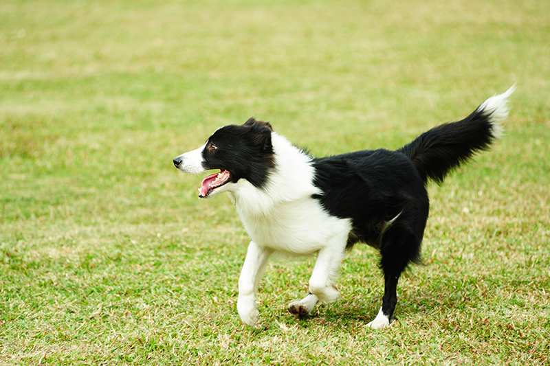 Border Collie running outside on the grass