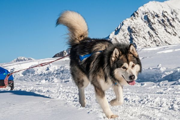 Alaskan Malamute sledding in the snow