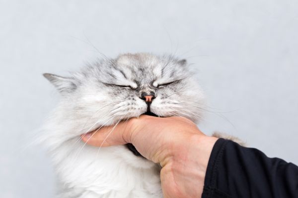 Chinchilla cat breed Bow Wow Meow Pet Insurance