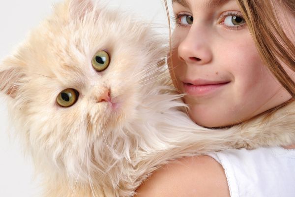 Persian cat with young girl looking at the camera