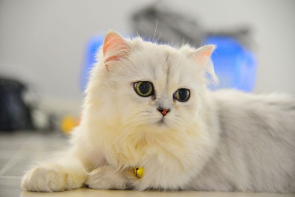 Chinchilla cat breed Bow Wow Meow Pet Insurance