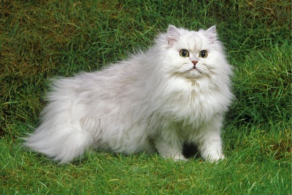 Chinchilla cat breed Bow Wow Meow Pet Insurance