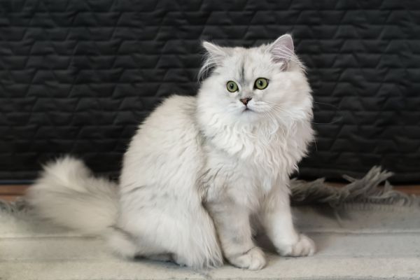 Chinchilla cat breed Bow Wow Meow Pet Insurance