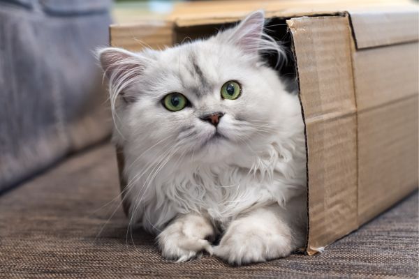 Chinchilla cat breed Bow Wow Meow Pet Insurance