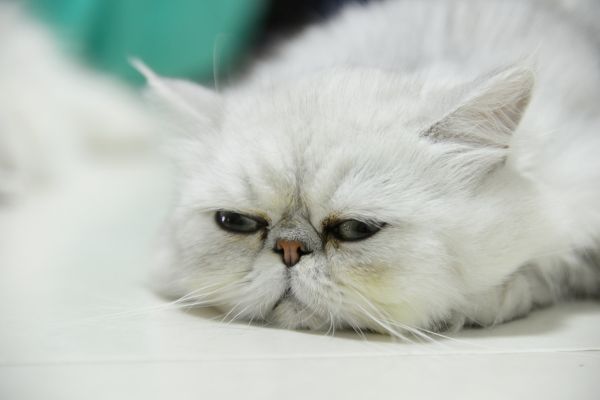 Chinchilla cat breed Bow Wow Meow Pet Insurance