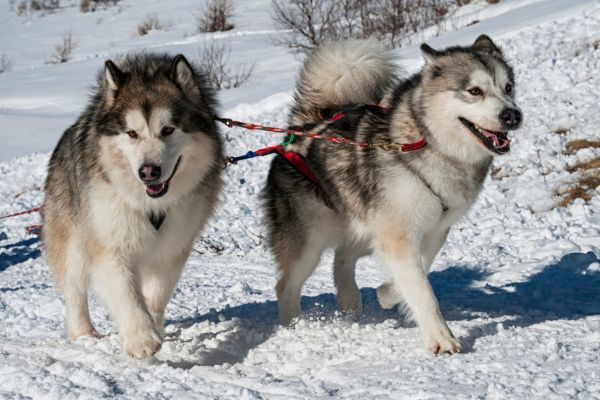 Two Alaskan Malamutes walking through the snow