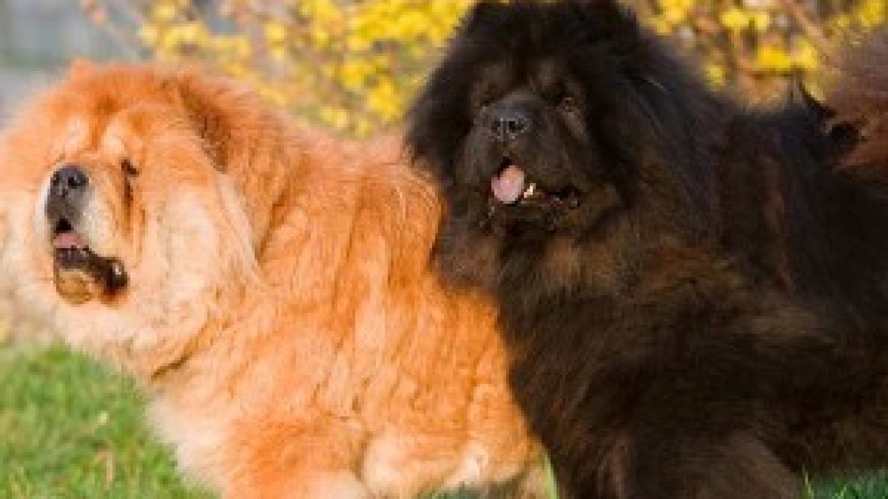 77+ Different Types Of Chow Dogs