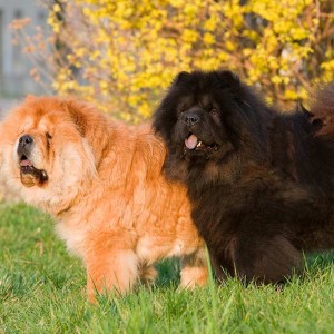 2-chow-chow-dogs-brown-black Chow Chow Dogs Bow Wow Meow Pet Insurance