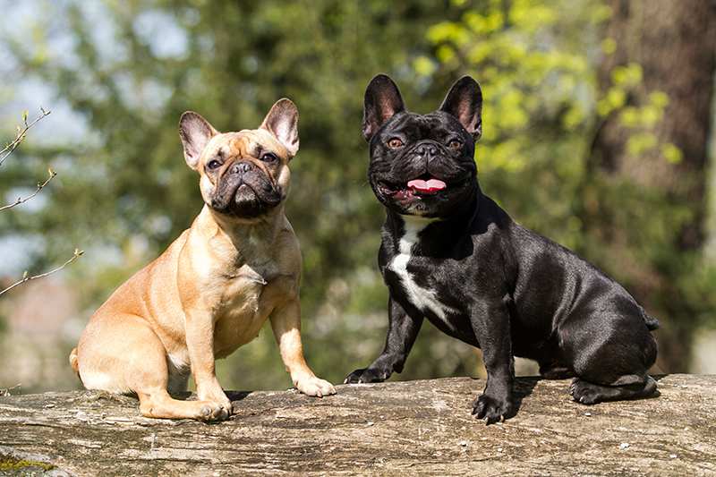 2-french-bulldogs-black-and-tag-sitting-on-log French Bulldog Bow Wow Meow Pet Insurance
