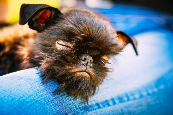 Brussels Griffon with black face sleeping on the blue couch