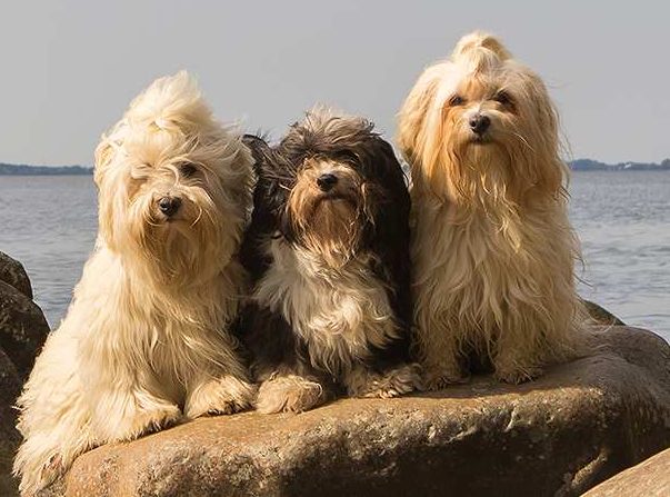 3-havanese-dogs-by-the-sea Havanese Dog Bow Wow Meow Pet Insurance