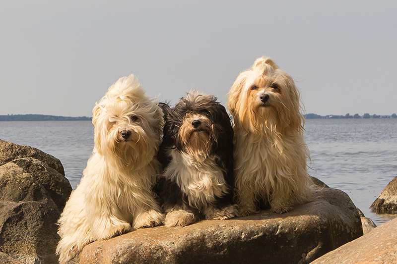 3-havanese-dogs-by-the-sea Havanese Dog Bow Wow Meow Pet Insurance