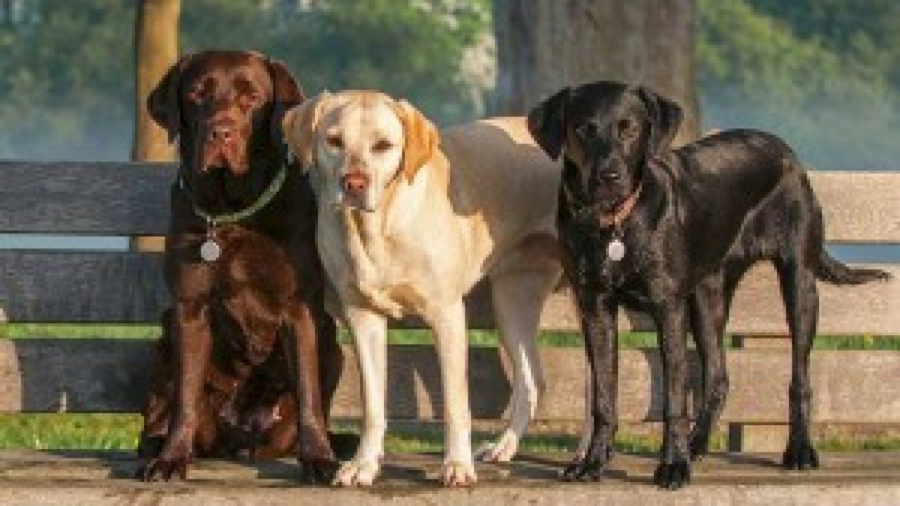 ten smartest dog breeds