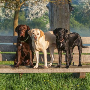 3-labrador-retriever-black-tan-yellow-chocolate-on-bench-in-park