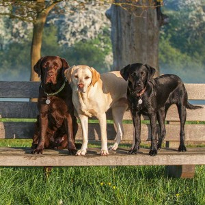 smartest hunting dogs