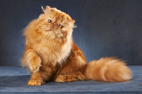 Orange brown Persian cat sitting with paw up
