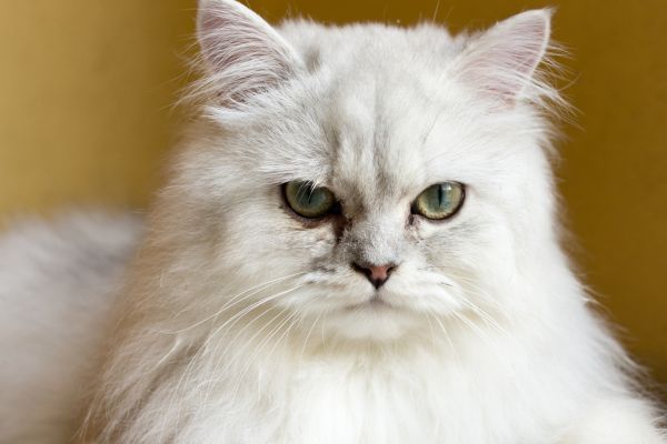 Chinchilla cat breed Bow Wow Meow Pet Insurance