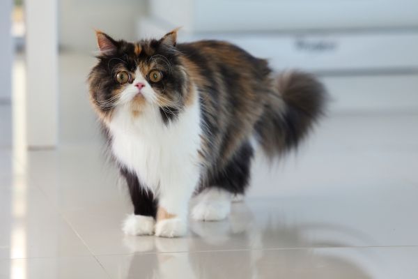 Black and white Persian cat walking indoors