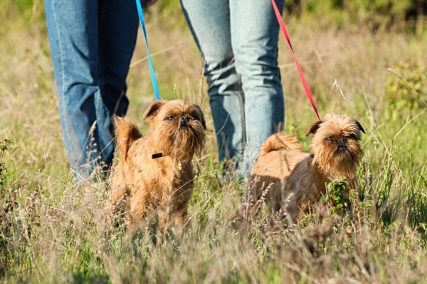 Brussels Griffons walking on leash through a field