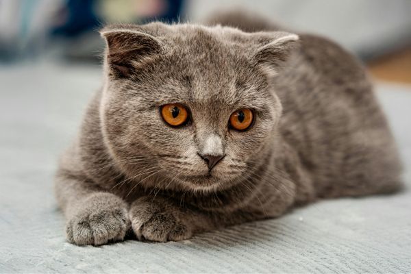 British shorthair close up of face and golden eyes
