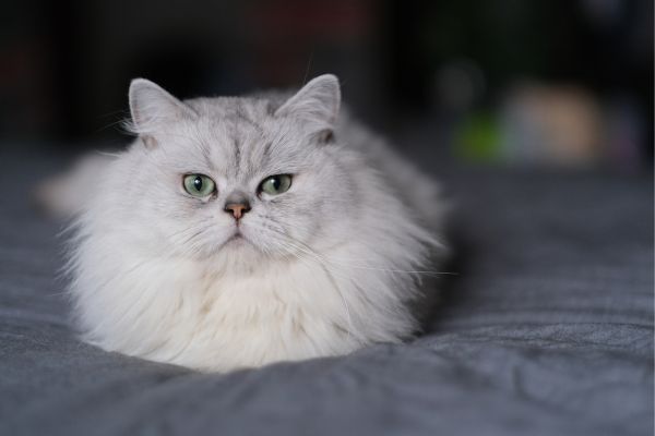 Chinchilla cat breed Bow Wow Meow Pet Insurance