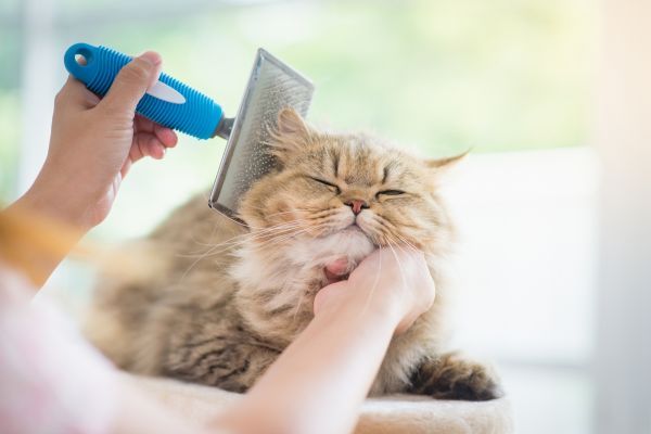 Persian cat being groomed with brush