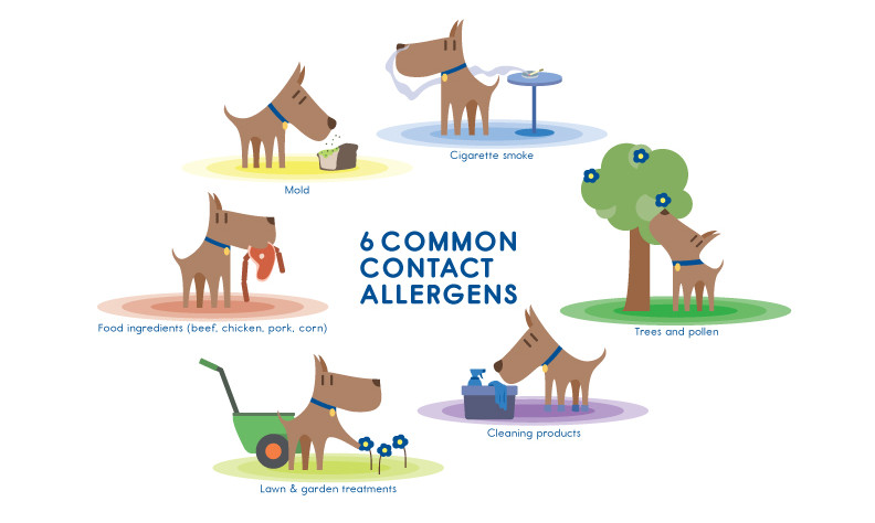 6 common contact allergens (Source: http://www.petarmor.com/fido-health-center/for-dogs/allergies/)