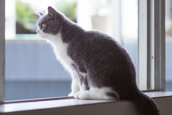British Shorthair cat sits on the window ledge looking out the window
