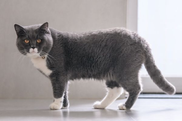 Grey British shorthair cat standing in profile
