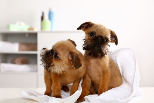 Brussels Griffons lying together on the bed