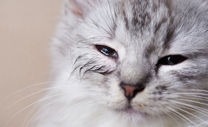 Respiratory tract infection in cats. Upper respiratory infection in cats; Cat respiratory infection