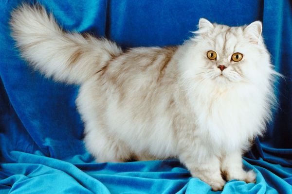 White Persian cat standing