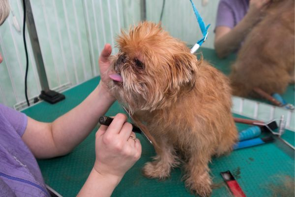 Brussels Griffon at the groomer for a hair cut or trim