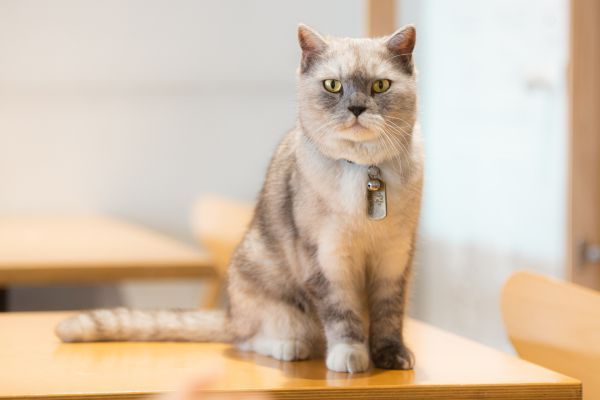 British Shorthair cat sitting on the wooden floor