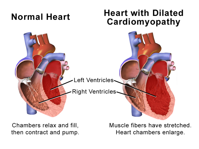 How long do dogs live on heart medication