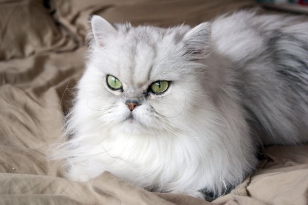 White Persian cat lying on a bed