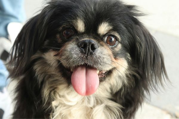 Adorable Black and White Pekingese Dog Portrait