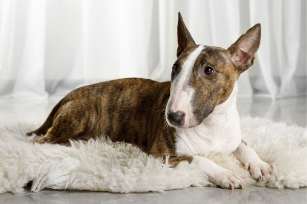 Adult Miniature Bull Terrier dog lying on a fur rug