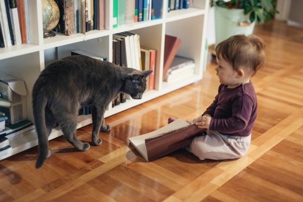 Baby girl playing with her Russian Blue Cat