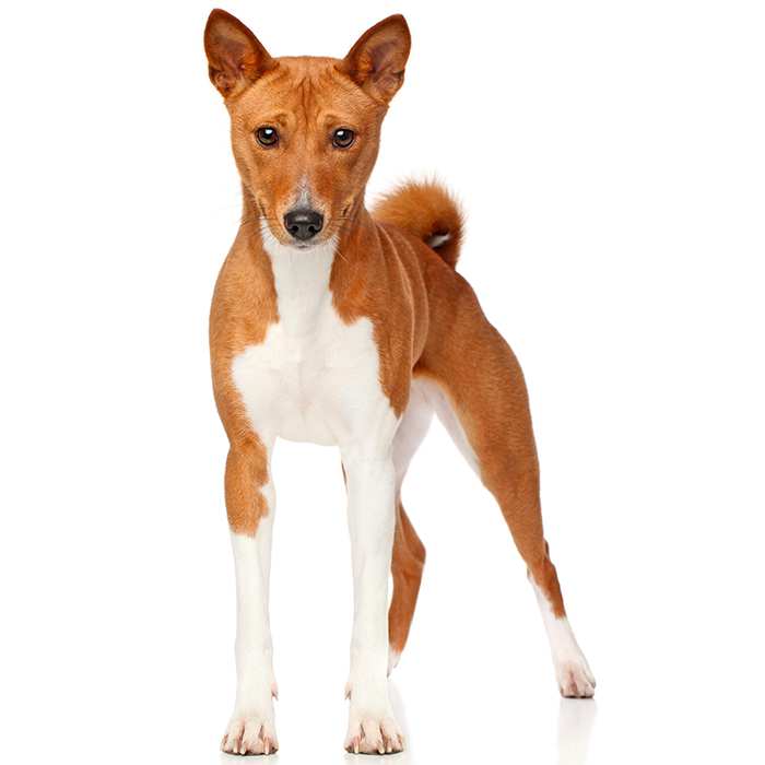 Dog Breeds Information & Pictures of All Types of Dogs