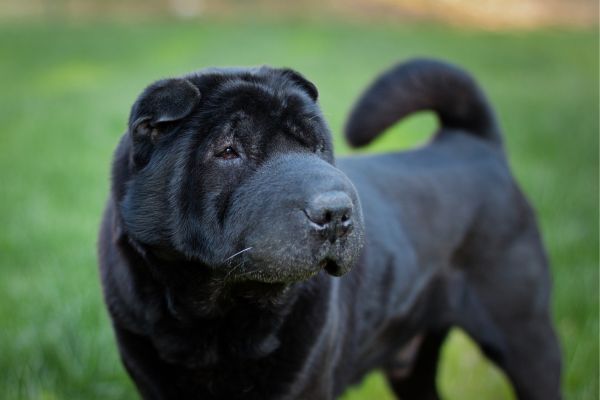 Beautiful old black sharpei dog