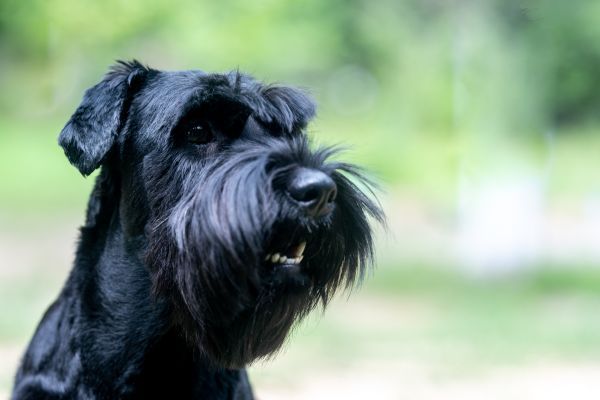 Beautiful standard Schnauzer