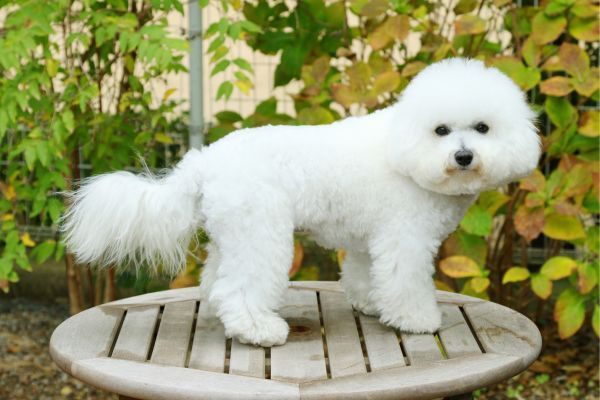 Bichon Frise Dog breed Bow Wow Meow Pet Insurance