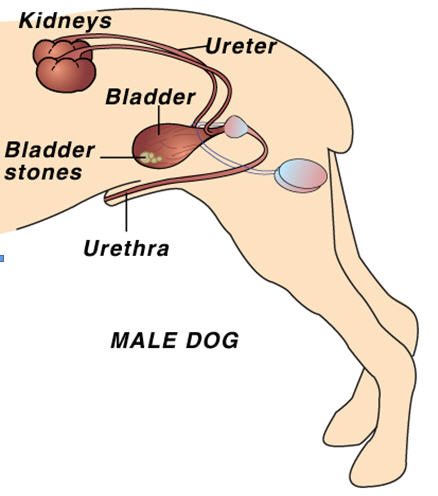 Urolithiasis. Dog Bladder stone diagram. Source: https://www.vetwest.com.au/pet-library/bladder-stones-in-dogs