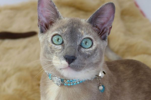 Blue-eyed Tonkinese with bling collar stares at the camera