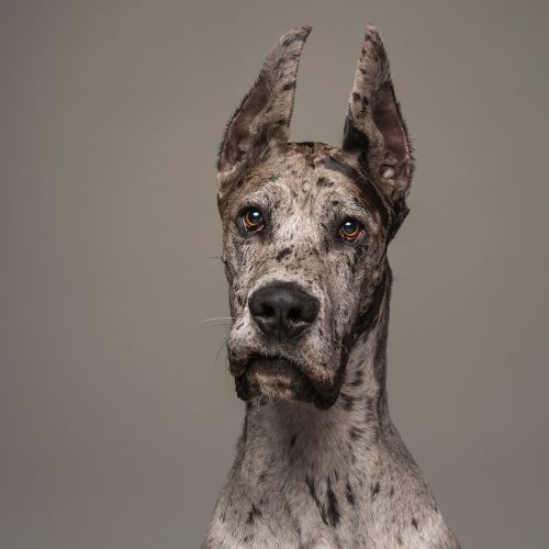 BrindleBerry Pet Photography Dog Portrait