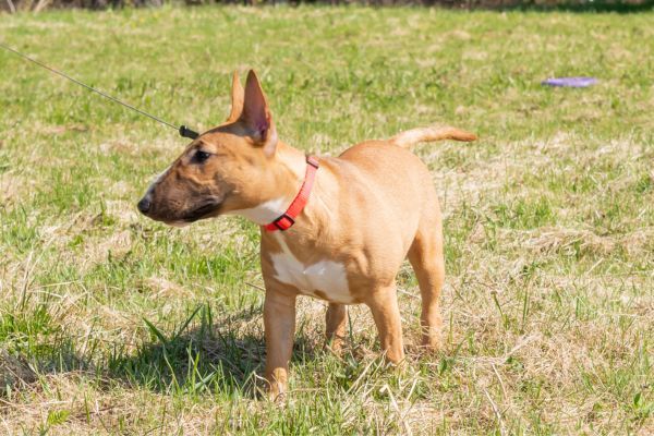 Miniature Bull Terrier purebred dog in the park walking